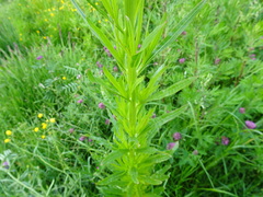 Reseda luteola
