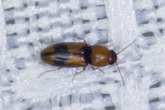 Paradonus inops