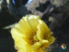 Opuntia velutina