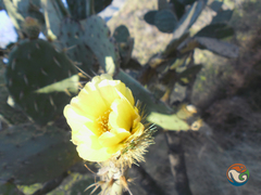 Opuntia velutina