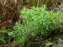 Castilleja miniata dixonii