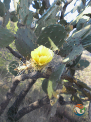 Opuntia velutina
