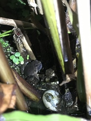 Occidozyga martensii