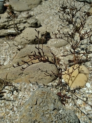 Limonium echioides