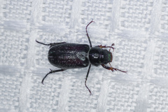 Dichelonyx pusilla