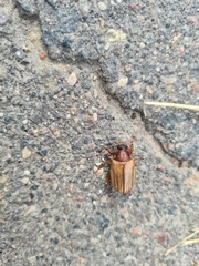 Amphimallon solstitiale