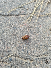 Amphimallon solstitiale