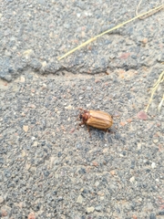 Amphimallon solstitiale