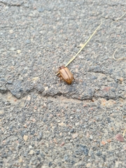 Amphimallon solstitiale