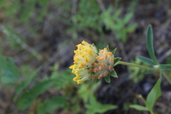 Anthyllis vulneraria polyphylla