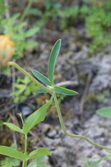 Anthyllis vulneraria polyphylla