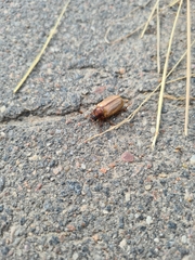 Amphimallon solstitiale