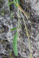 Anthyllis vulneraria polyphylla