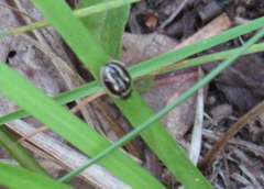 Zygogramma suturalis