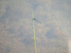Enallagma geminatum