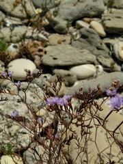 Limonium virgatum