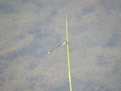 Enallagma geminatum