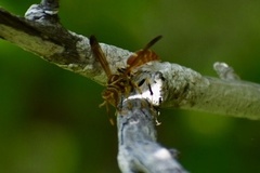 Polistes cubensis