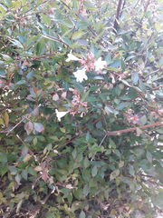 Abelia × grandiflora