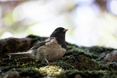 Junco hyemalis thurberi