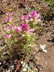 Orthocarpus cuspidatus