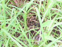 Somatochlora tenebrosa