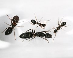 Camponotus vitiosus