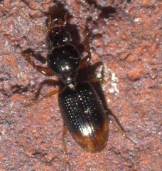 Dyschirius haemorrhoidalis