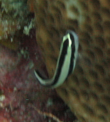 Elacatinus genie
