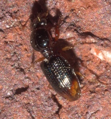 Dyschirius haemorrhoidalis
