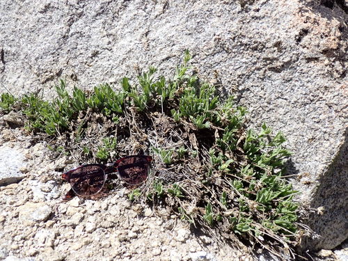 Image of Tonestus peirsonii by (c) Martin Purdy, some rights reserved (CC BY)
