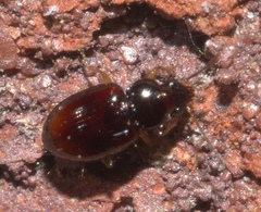 Elaphropus