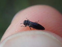 Agrilus betuleti