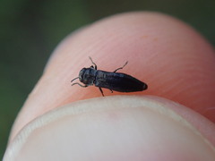 Agrilus betuleti