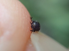 Agrilus betuleti