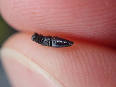 Agrilus betuleti