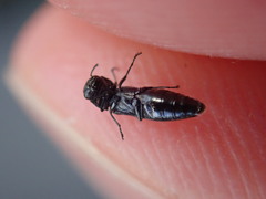 Agrilus betuleti