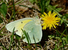 Colias alexandra