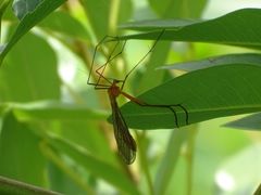 Bittacidae