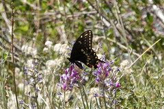 Papilio machaon bairdii