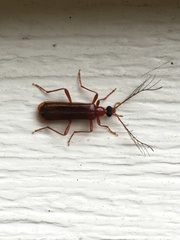 Dendroides ephemeroides