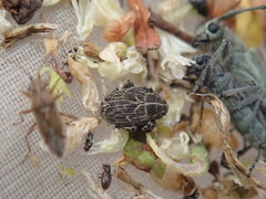 Mogulones geographicus