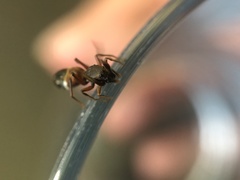 Leptorchestes berolinensis