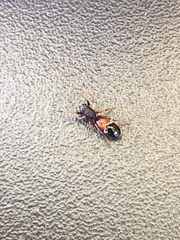 Leptorchestes berolinensis