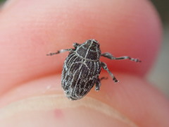 Mogulones geographicus