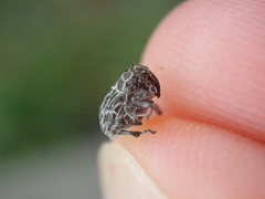 Mogulones geographicus