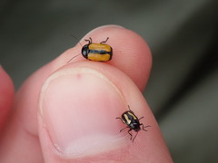 Cryptocephalus marginatus