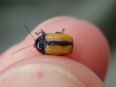 Cryptocephalus marginatus