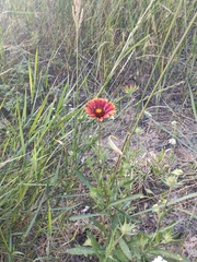 Gaillardia pulchella
