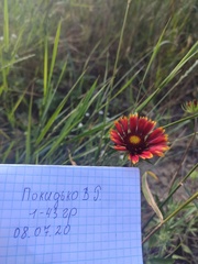 Gaillardia pulchella